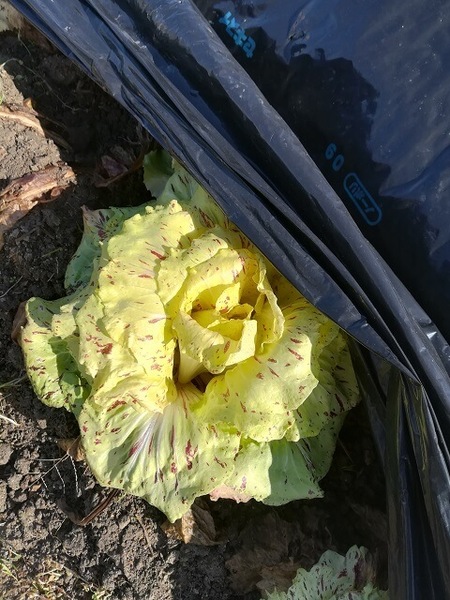 CastelFranco_003.jpg