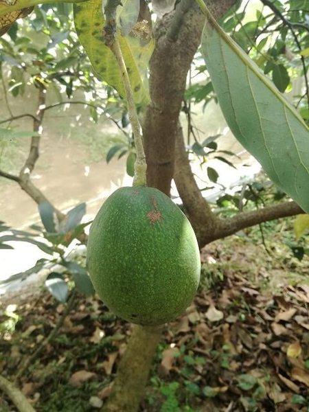 avocado_summit_13.jpg