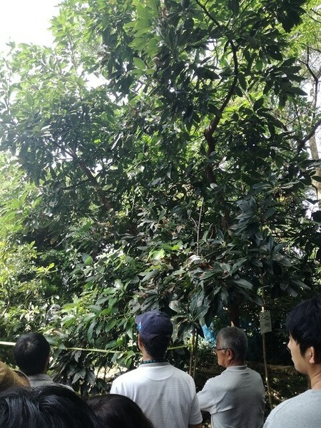 avocado_summit_16.jpg