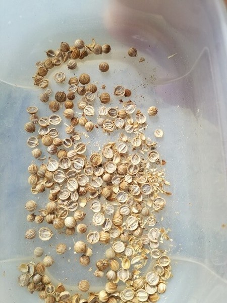 coriander_01.jpg