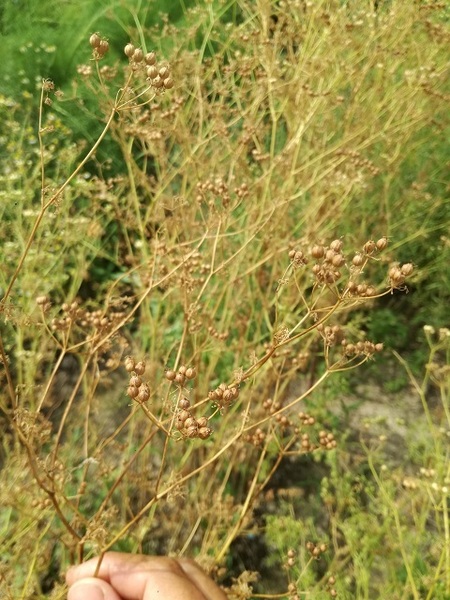 coriander_08.jpg