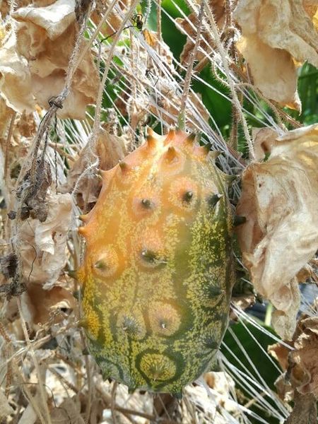 kiwano_03.jpg