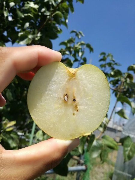 pear_01.jpg