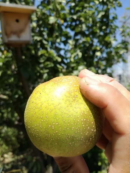 pear_02.jpg