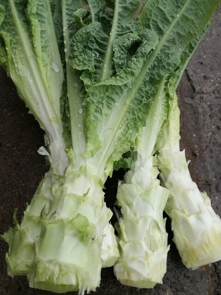 stem_lettuce_05.jpg