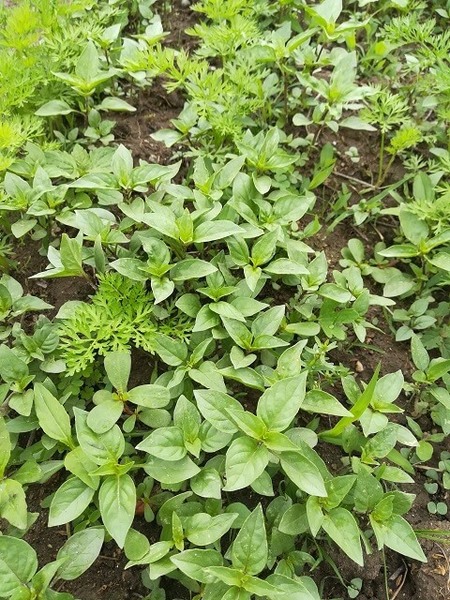 thai_basil_004.jpg